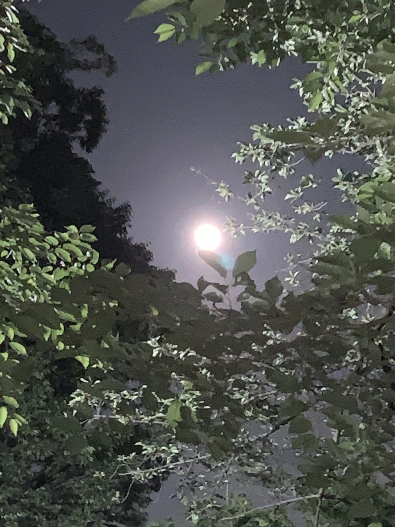 夜の井の頭公園を歩くと 櫻木 由紀 Yuki Sakuragi Note